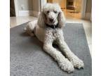 Adopt Daphne a Standard Poodle