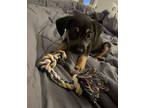 Truffle Mixed Breed (Medium) Puppy Female
