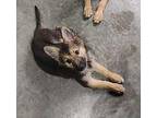 Willow Australian Shepherd Puppy Female
