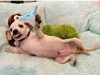 Beaux Bop Chihuahua Puppy Male