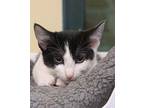 Seashell Domestic Shorthair Kitten Female