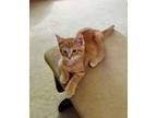 Caramel Domestic Shorthair Kitten Male