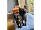 Cal Naughton Jr Domestic Shorthair Kitten Male