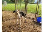 Vince SOS!! Puppy Male
