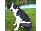PUPPY NOVA Labrador Retriever Puppy Female