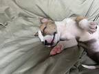 Silly Putty Mixed Breed (Medium) Puppy Female