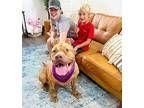 Big Momma Most Gentle Soul Dogue de Bordeaux Adult Female
