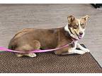 Stella Border Collie Adult Female