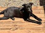 Joel Mixed Breed (Medium) Puppy Male