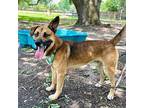Bruce Berry German Shepherd Dog Adult Male