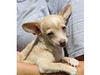 Kate 40078 Chihuahua Puppy Female