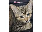 Missy Domestic Shorthair Kitten Female