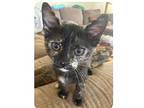 Bugs Domestic Shorthair Kitten Female