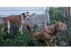 Possum American Pit Bull Terrier Adult Female