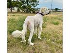 Rocky Great Pyrenees Adult Male