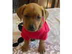 Honey Mixed Breed (Medium) Puppy Male