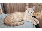 Cinnamon Domestic Shorthair Kitten Male
