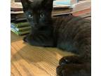 Troodon Domestic Shorthair Kitten Female