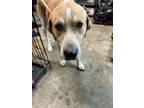 Adopt Dumpling a Anatolian Shepherd, Pit Bull Terrier