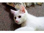 Winter Domestic Shorthair Kitten Male