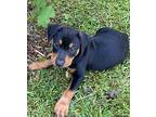 Peanut Mixed Breed (Medium) Puppy Female