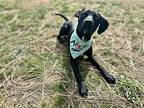 Steven Labrador Retriever Male