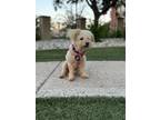 Adopt Bettie a Poodle