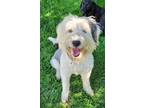 Adopt Mona a Old English Sheepdog