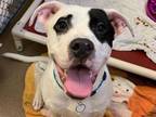 ZEKE American Pit Bull Terrier Adult Male