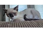 Button Domestic Shorthair Kitten Female