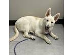 OTTO German Shepherd Dog Young Male