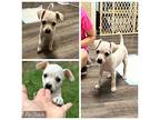 Rolly Chihuahua Puppy Male