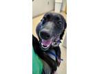 Adopt Booberry a Border Collie, Husky