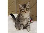 Adopt Poppy a Domestic Short Hair