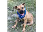 Alfredo Labrador Retriever Young Male
