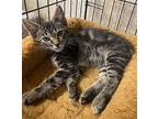 Hakoda Domestic Mediumhair Kitten Male