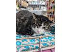Adopt Darla a Tabby, Domestic Short Hair