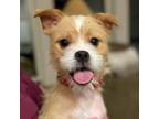 Adopt Bobbi a Jack Russell Terrier