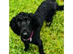 Adopt Pepper Lane a Standard Poodle, Black Labrador Retriever