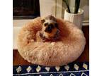 Adopt Sophie Moon (Dallas) a Shih Tzu