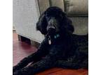 Adopt Marley Jane a Standard Poodle, Black Labrador Retriever