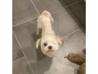 Adopt Cookie Lee a Shih Tzu