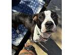 Imogen American Pit Bull Terrier Adult Female