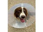 Shred Border Collie Adult Male