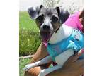 Kylie 40134 Rat Terrier Adult Female
