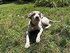 Pecorino Romano Mixed Breed (Medium) Puppy Female