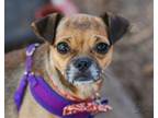 Adopt Whimsy a Pug, Mixed Breed