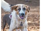 Adopt Feather a Great Pyrenees, Mixed Breed