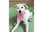 Adopt Sugar a Jack Russell Terrier