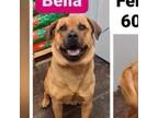 Adopt Bella a Mastiff, Mixed Breed